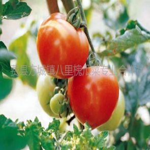 西红柿