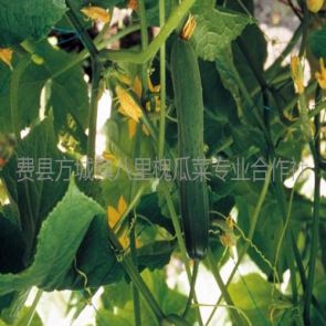 黄瓜